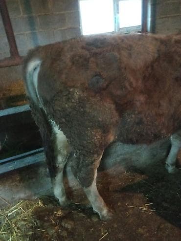 Айыл-чарба жаныбарлары: Сатам | Бука (эркек) | Аргын | Бордоп семиртүү үчүн | Байланган — 6