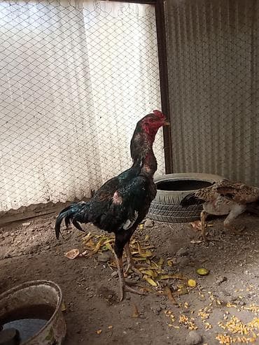 выстрел собак: Продаю Бойцового Пятуха — 2