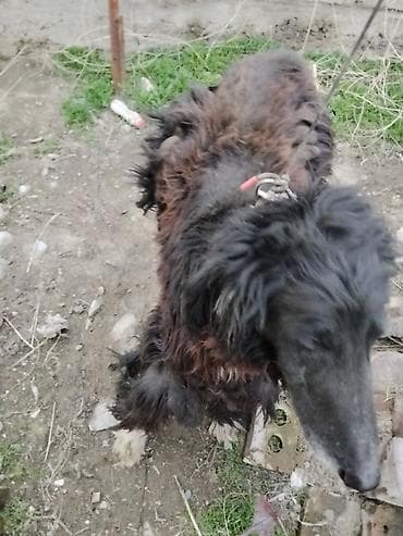 купить ротвейлера в бишкеке: Тайган крупной породы, длинношёрстная. Окрас преимущественно чёрный с — 4