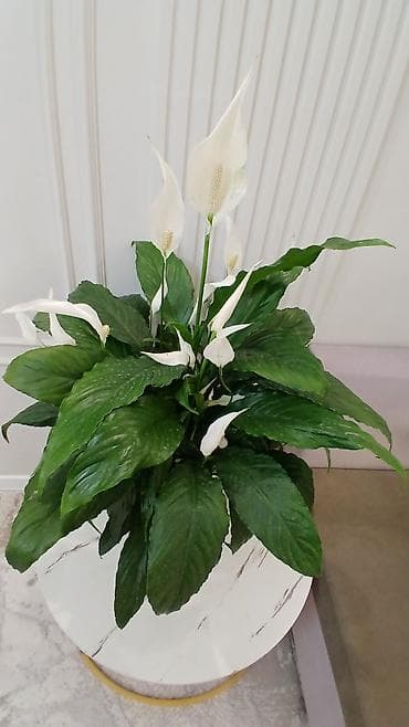 Комнатные растения: Спатифиллум (Spathiphyllum) — крупный комнатный цветок с белыми — 3