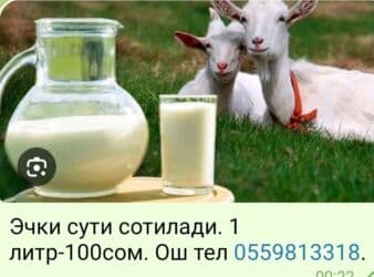 кошка с разными глазами: Продаю | Коза (самка) | Зааненская | Для молока | Племенные — 1