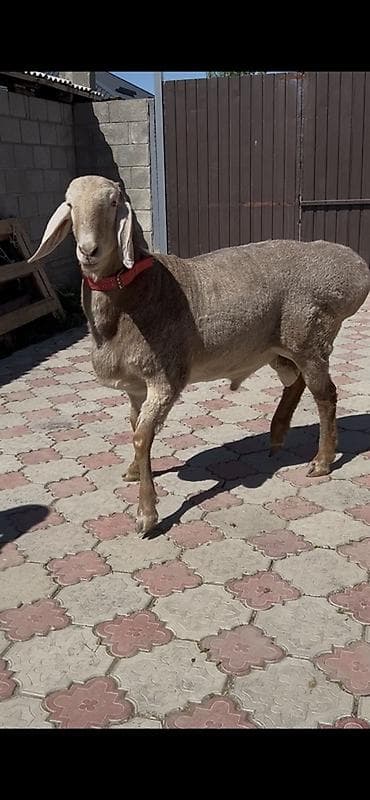 аксессуары для животных: Продаю | Баран (самец) | Для разведения | Племенные — 4