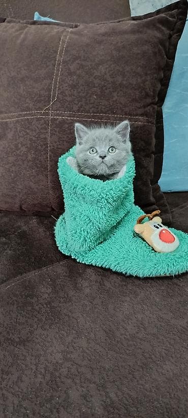 британская короткошерстная кошка цена: Породистый британский короткошерстный котёнок, окраса голубой (плотный — 1