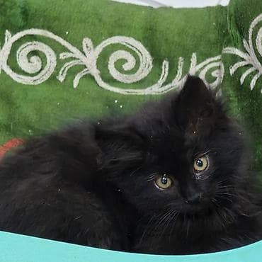 котята лысые: Котята САМОВЫВОЗ - Внешность: полудлинная шерсть, округлые мордочки — 5
