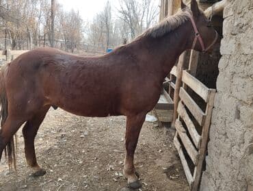 немецкая овчарка черная щенок купить: Продаю | Кобыла (самка), Жеребец | Рабочий — 4