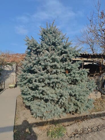 где купить семена павловнии: Саженцы деревьев: Ели — 3