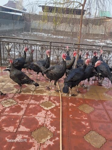 обезьяны живые: Продаю | Индюк (самец) | Для разведения | Племенные — 3