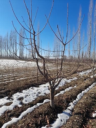 удобрения для сада: Момо дарактарды бутоо — 2