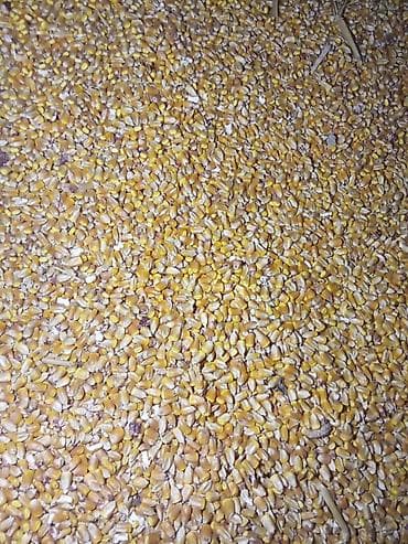 брама корооз: Продается кукуруза 🌽🌽🌽КРИСТАЛИК — 2