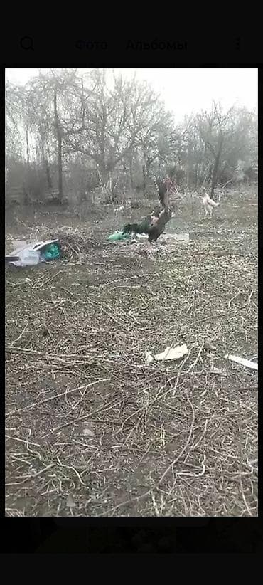 продам мясо: Яйцо бойцовский курей.даканов. линя хороший — 5