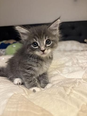 фурминатор для кошек: Пушистые котята с серебристо-серым окрасом. - Порода/тип: домашние — 10