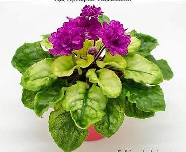 🌱🌺🌱 Продаю сортовые ДЕТКИ стандартных, трейлерныхмини и полумини