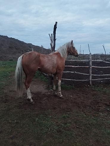 ыссык куле: Сатам | Байтал | Аргын | Жумушка — 4