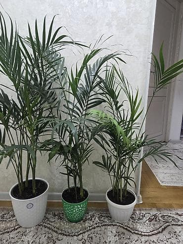 антуриум: Вриезия/гусмания в горшках - Яркая бромелия с красно‑желтым — 10