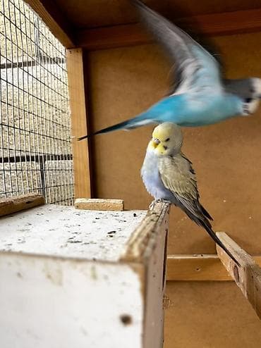 волнистые попугай: Волнистые попугаи (budgerigar) различных окрасов. Описание: - — 4