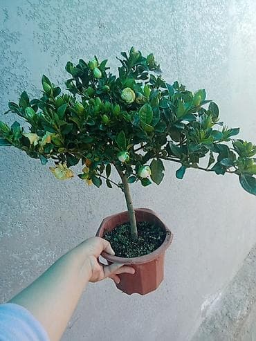 Орхидеялар: Комнатные растения — подборка декоративных видов в горшках 1) — 5