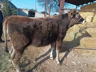 бишкек торпок: Сатам | Кунаажын | Аргын | Көбөйтүү үчүн | Байланган — 5