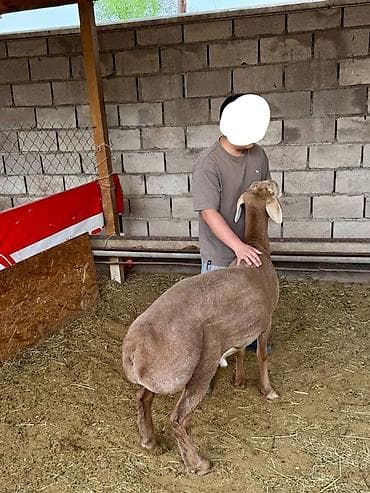 куньминская овчарка: Продаю | Овца (самка), Баран (самец) | Арашан | Для разведения — 2