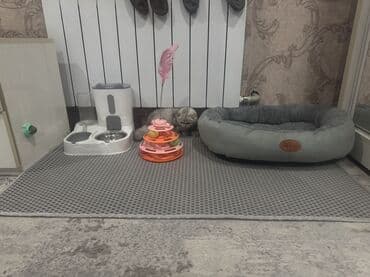 манчкин котята купить: Скотиш Фолд (Шотландская вислоухая), 4 месяца, Девочка, Серебристая шиншилла, Приучена к лотку — 6