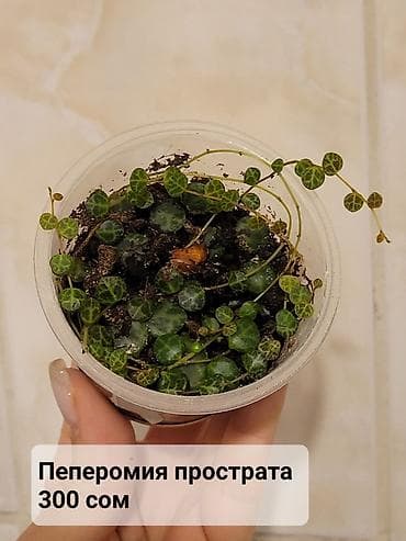 хойи: Цветы в ассортименте
Цена и название на фото — 10