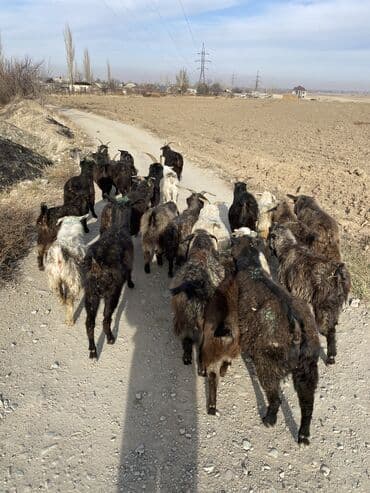 дойних коров: Продаю | Козёл (самец), Козлёнок — 2