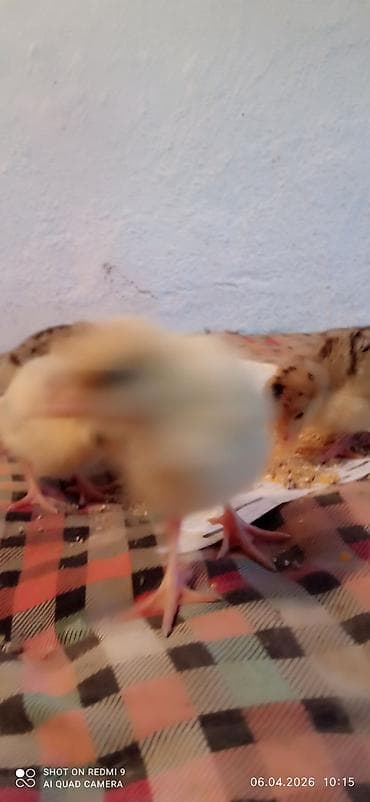 мёд токтогульский: Индюшка жөжөлөрү менен сатылат 10штук жөжөлөрү бар адрес Панфиловский — 4