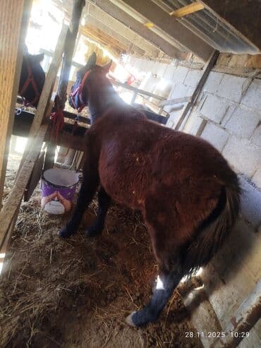 Лошади, кони: Продаю | Жеребенок | Для разведения — 2