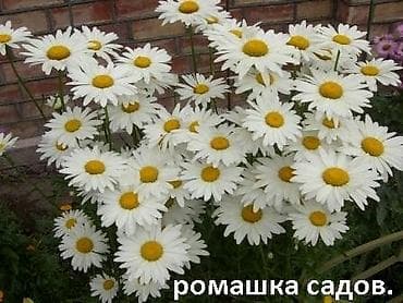 клематис: Садовые растения - кустарники ( вейгела пестролистная, рябинник — 5