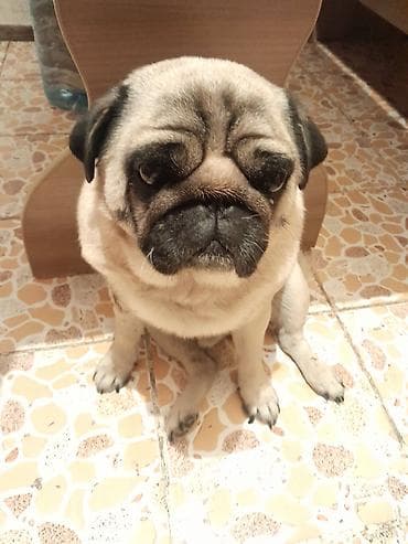 мопс собаки: Порода: мопс Описание: - Очаровательные щенки мопса классического — 4