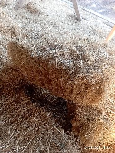 Солома в тюках. - Культура: пшеничная/ячменная солома (длинная резка