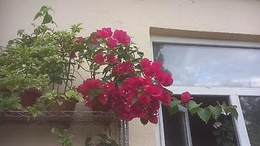 Продаю цветок сортовой Бугенвиллии Snowcap Multi. Цена 2000. Есть