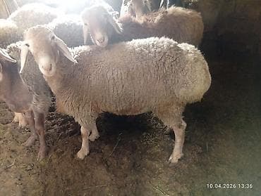 кукуруза прием: Продаю | Баран (самец) — 3