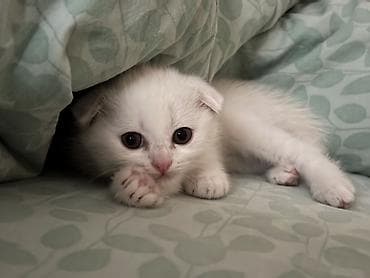 новорожденный котенок: Русская голубая, 2 месяца, Девочка, Белый, Приучена к лотку — 3
