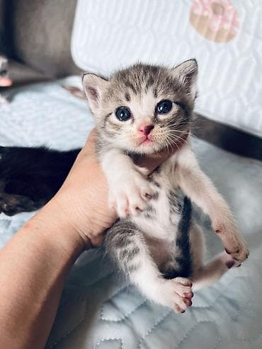 кошки маин кун: Отдам В ответственные руки для кошки скоттиш Фолд для мамы и для её — 8