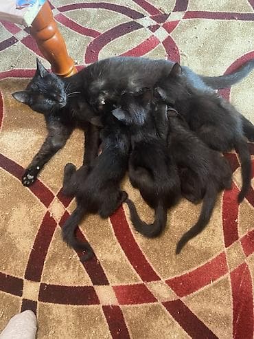 Продажа кошек: Черные котята от домашней кошки - Помет из нескольких котят, все с — 4