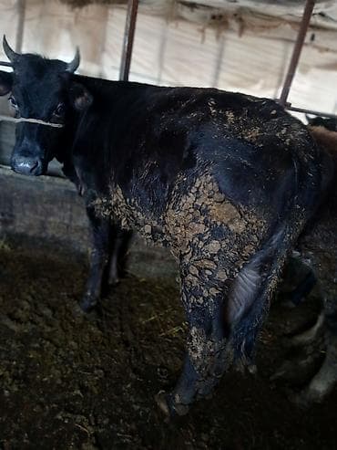 Услуги ветеринара: Продаю | Тёлка | На забой | Привязанные — 4