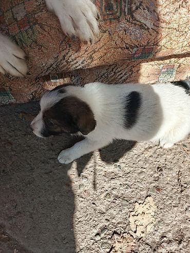 Ит кууту: Щенок, окраc бело-черный с темной маской на мордочке и крупным темным — 3