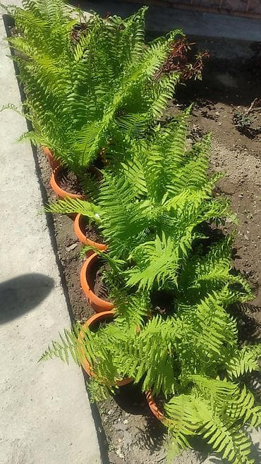 4 pot: Папоротник в горшке (улично-комнатный декоративный) Описание: - — 3