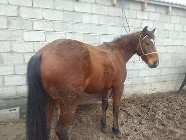 Аквариумдар: Сатам | Жылкы (эркек) — 2