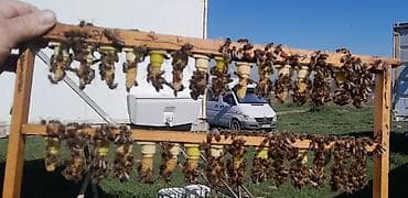 Всем доброго времени суток продаём маточники /и неплодных маток от