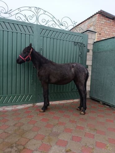 собака доберман сколько стоит: Продаю | Жеребенок | Конный спорт — 6