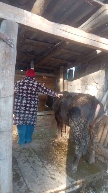 мейн кун бишкек питомник lyubushka купить котенка цена: Продаю | Бык (самец) — 1