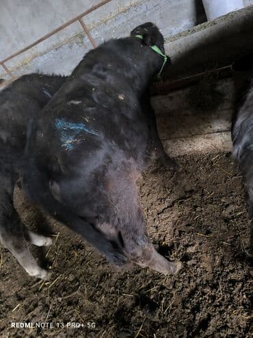 купить рабочую охотничью собаку: Сатам | Бука (эркек) | Бордоп семиртүү үчүн | Байланган — 9