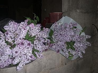 Букеты из ароматной сирени - Состав: свежесрезанная садовая сирень