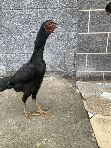 продаю породистых коров: Продаю | Куры, Петух | Дакан | Для разведения, Несушки, Для боев — 5