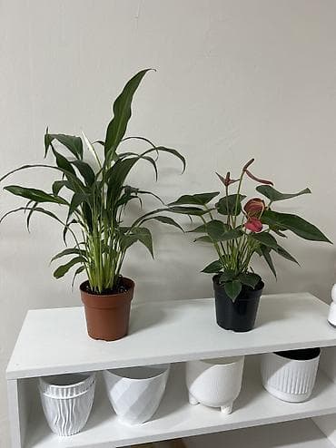 Комбонабор муж+ женское счастье 1000 сом,высота вместе с горшком 25-30