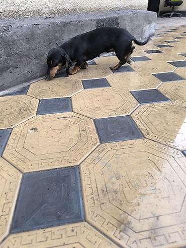 куплю собаку лабрадор: Карликовая Такса,1.5года. Гладкошерстная, окрас черно‑подпалый. Очень — 3