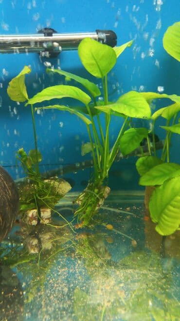 уй сойгонго: Продаю аквариумов растение анобиус первое фото по 400 сом второе по — 3