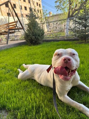 отдам щенка в хорошие руки бишкек: Питбуль, 1 год, Самец — 1