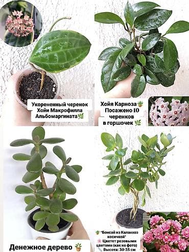 каланхое: Коллекция комнатных растений 1) Бегония Крылья Ангела – листья с — 2